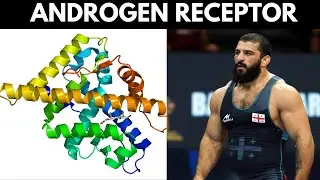 Androgen Receptor: Testosterone is Useless Until...