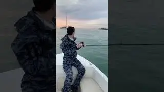 Дельфины. Дельфины. #fishing #fish #рыба #море #fishingvideo