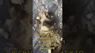 Любимые животные #кошки#собаки