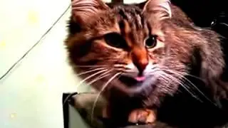 Шок! Слабонервным не смотреть!!!