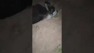 Кажется у пса заноза