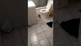 There's a possum in my bathroom Pt 1.