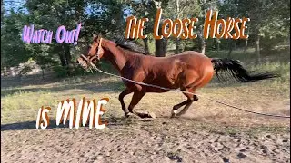 Loose Horse Happy Neigh | Ready to Train | LanaZavada