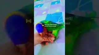 Cute mian mithu 