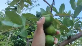 Harvesting Guava Fruit in our backyard