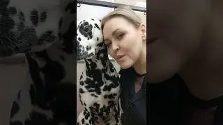 Далматинец Айк чуть не уснул на процедуре #грумер