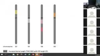 Taagen: Dissecting yield:  Fine-mapping grain weight and shape QTL in spring wheat