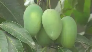 Mendung Mau Turun Hujan - Test Hasil Video Zoom In & Zoom Out Handycam Panasonic HC-V385