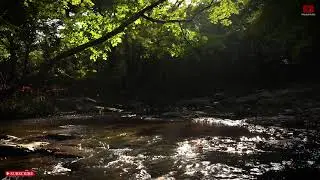 Stream sound | water flowing sound | Relaxing  and healing nature sound | Water sound for sleep