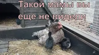 ЗАБОТЛИВАЯ квочка. ЦЫПЛЯТА араукана катаются. Терпение