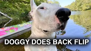DOGGY DOES BACK FLIP!! | DRIPPIEST DOG ON YOUTUBE