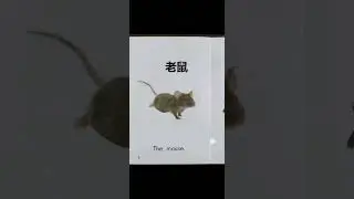 chinese a-z aa04