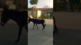 ARKADAŞIM EŞEK (Streetwise Donkey) 