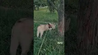 Вечерняя прогулка. Хаски Аату