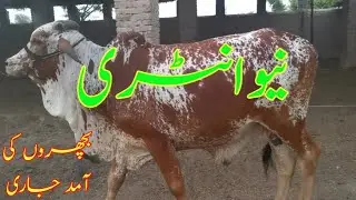 Aziz Cattle Farm pr New Entry ki Amad Jari hy