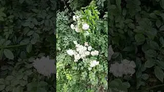 Пусть утро будет добрым 