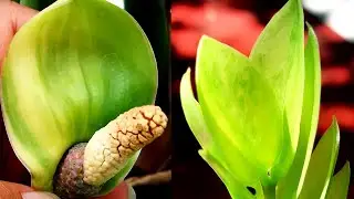 Zz Plant Propagation and Care Guide
