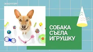 Собака съела игрушку или пакет / Первая помощь