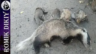 Охота на кеклика.  Добыли барсука, утку, кеклика, рыбу. Часть 1.