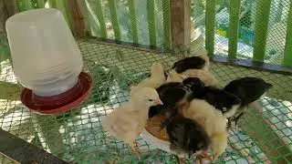 First time mag alaga ng Black astrolurp  at Buff orpington chicken 😍😍