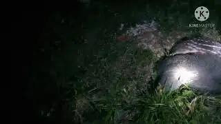 espera de paca no pé de Manga Veja o que veio