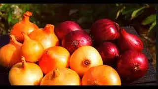 ЛУК РЕПЧАТЫЙ ПОЛЬЗА | лук репчатый свойства, чем полезен репчатый лук