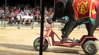 Elephants riding bicycles