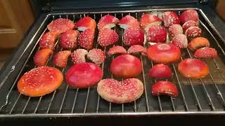 красный мухомор, сушим в духовке!)