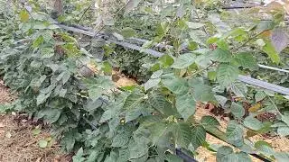 Potassium and zinc in plant life.