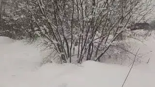 я Мерзляк!