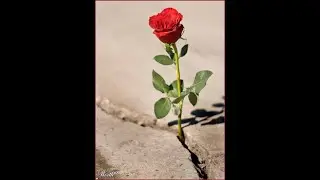 The Rose that grew from the Concrete by Tupac Shakur