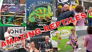 AMAZING REPTILES at the Schaumburg NARBC reptile show - 2024 Summer
