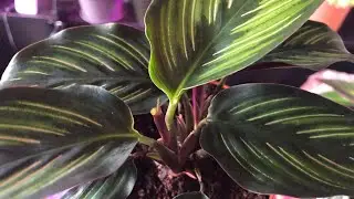 Plants that I purchased in May 2019