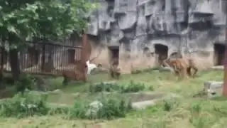 Журавль залетел в вольер к тиграм!
