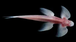 Cryptotora thamicola