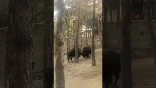Схватка буйволов. Кто сильнее?