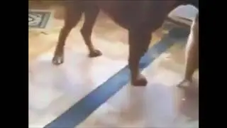 Бесстрашный котенок