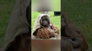 Funky Monkey Friday #10