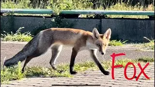 Fox