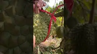 Cek Soud durian Durihitam. Matang belum ya( #durian #duriantraveler #duriantravelerindonesia