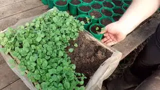 VIOLA HOW TO GROW, SOWING TIME.