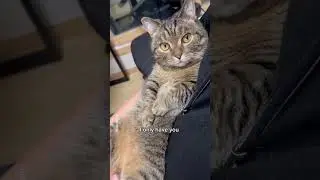 who is cutting onions next to me 😢 #fypシ #cat