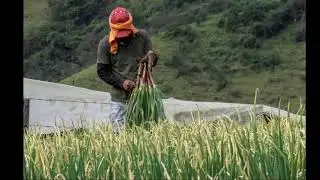 CEBOLLA, cultivo de alta montaña