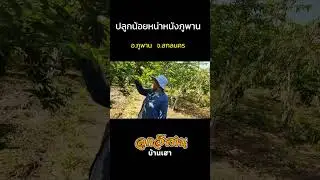 ปลูกน้อยหน่าหนังภูพาน อ. ภูพาน จ.สกลนคร
