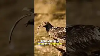 Doesn't Even Leave The Bones! | The Bearded Vulture  - Bone Eating Bird 