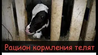 Кормление телят с 0до6 месяцев/Рацион,состав комбикорма/Feeding calves from birth to 6 months,ration