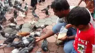 Mani With Pigeon