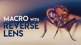 REVERSE Macro LENS Guide - Macro Filmmaking with a REVERSE LENS Mount