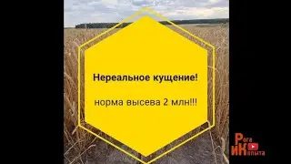 СКИПЕТР - СУПЕР СОРТ ОЗИМОЙ ПШЕНИЦЫ - у вас такое же кущение?