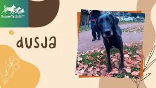 Dusja